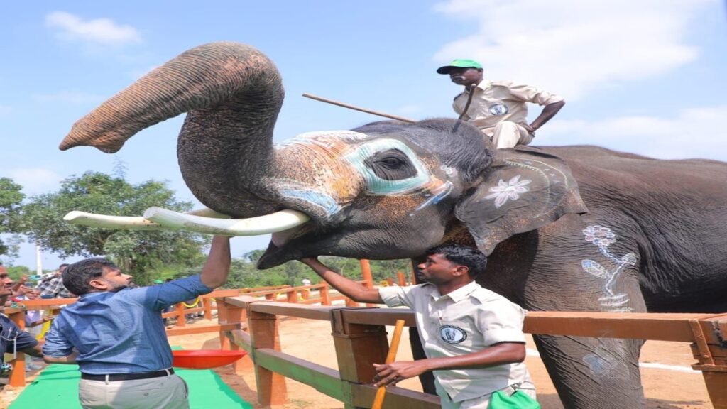 Kumki elephant camp in Chittoor